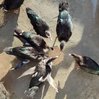 اردک|حیوانات مزرعه|رزن, |دیوار