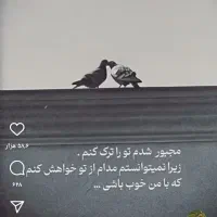 زاغ گمشده در کشاورز