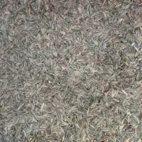 پخش تخمه آفتابگردان خوی و تخمه چینی