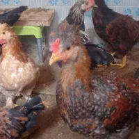 خروس|حیوانات مزرعه|سبزوار, گلشن|دیوار