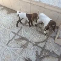 دو عددبزغاله شیری سه روزه سرحال آماده ارسال کاشمر