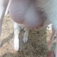 بز کهره.شیرا راور