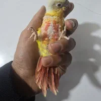 جوجه گرینچیک ردچیک سرلاکی