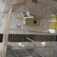 مرغ عشق|پرنده|بانه, |دیوار