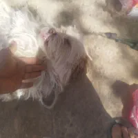 واگذاری سگ خارجی پاکوتاه