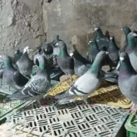 کبوتر
