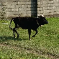 گوساله ماده گاو|حیوانات مزرعه|نوشهر, |دیوار