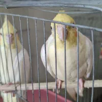 عروس هلندی و کوتوله برزیلی