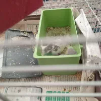 مرغ عشق  جفت مشتی|پرنده|اسلام‌شهر, مطهری|دیوار