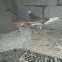 کبوتر