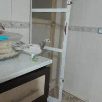زرد همرنگ ماده|پرنده|دشتابی, |دیوار
