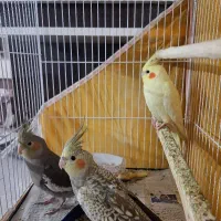 عروس هلندی 2 ماهه خوشکل و سرحال|پرنده|مشهد, حجاب (شهرک غرب)|دیوار