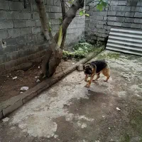 سگ ژرمن شپرت کلاسیک|سگ|قائم‌شهر, |دیوار