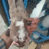 گلی پلنگ نر|پرنده|رفسنجان, |دیوار