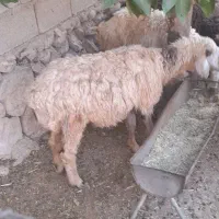 میش