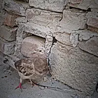 250سالم سرخال