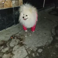 پامربو فیس عروسکی|سگ|فردیس, نگارستان|دیوار