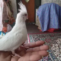 جوجه عروس هلندی تازه دونخور فول رام