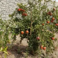 فروش باغ انار دارای ۱۰۰ نهال انار ۷ساله