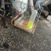 سهره دهنی امسال فروش