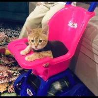 واگذاری بچه گربه dsh