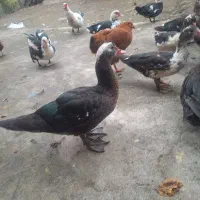 فروش اردک اسرائیلی|حیوانات مزرعه|اطاقور, |دیوار