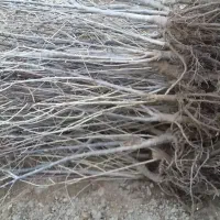 مجموع تولیدنهالهای زرشکپفکیانواععناب.ازخراسان|خدمات باغبانی و درختکاری|اصفهان, دانشگاه اصفهان|دیوار