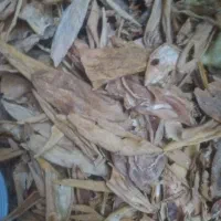 پوست خربزه خشک و خار