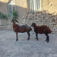 میش وبره .بره نر