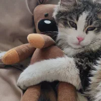 واگذاری گل پسر dlh