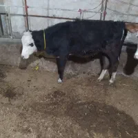 فروش گوساله ماده|حیوانات مزرعه|محمدبار, |دیوار