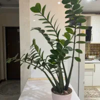 گل زاموفیلیا