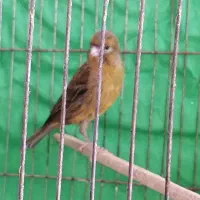 قناری ماده دختر آماده کفتر سینه دار کلاغ