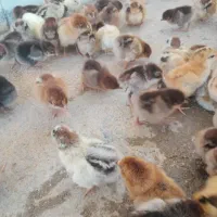 جوجه مرغ یک روزه