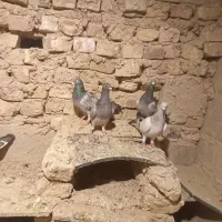 کبوتر نر|پرنده|کرباسک, |دیوار