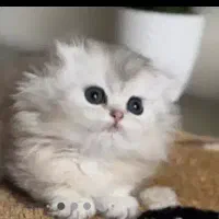 چینچیلا خاص|گربه|پرند, فاز ۴|دیوار