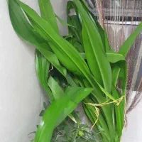 گل طبیعی آپارتمانی قد دومتر