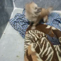 واگذارسگ ماده|سگ|باقرشهر, |دیوار