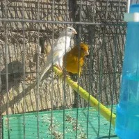 ماده قناری سفید