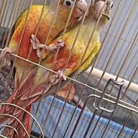 ۲ عدد گرینچیک