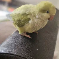 طوطی