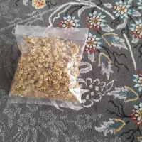 گل محمدی|گل و گیاه طبیعی|صحنه, |دیوار