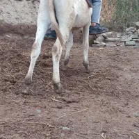 الاغ نر
