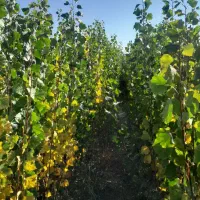 فروش صنوبر تبریزی|خدمات باغبانی و درختکاری|فیروزآباد (آذربایجان), |دیوار