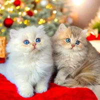 بچه گربه های دارای تاییده سلامت