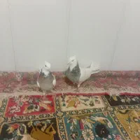 یه جفت کفتر شکلاتی والماسی|پرنده|لردگان, |دیوار