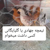 مرغ گمشده طبق تصویر|اشیا|اصفهان, بوستان کوهستانی صفه|دیوار