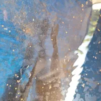 ماهی کوی بزرگ سالم خونگی|ماهی|اصفهان, نصرآباد|دیوار