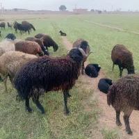 دو رس قوچ|حیوانات مزرعه|قمرود, |دیوار