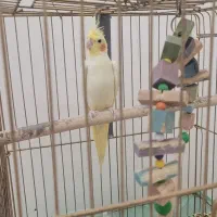 طوطی عروس هلندی|پرنده|رشت, کوی فرهنگیان|دیوار